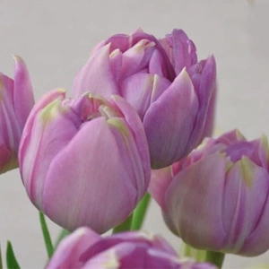 【長持ち生花！】八重濃いピンクのチューリップ！春を一足早くお届け！【新潟五泉産】