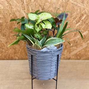 スタンドバスケット　幸せを運ぶ観葉植物の5寸おまかせ寄せ植え（４～５品種）