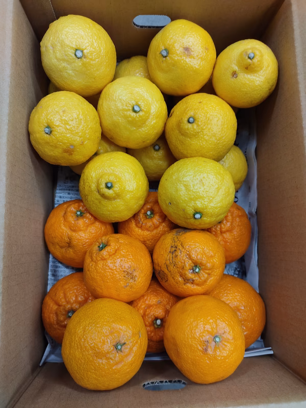 残りわずか　2種味比べＢ品【不知火・はるか】　箱込み4.5キロ/8.7キロ