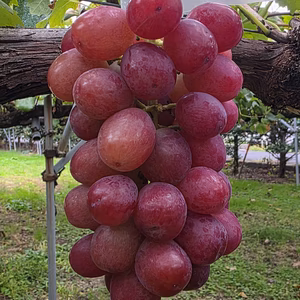 10/29終了【ちょっと訳あり】新鮮朝採り発送☆クイーンルージュ☆