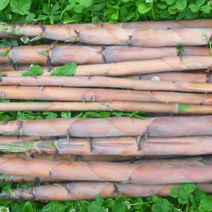 天然★淡竹（ハチク）2ｋ～農薬／化学肥料・不使用