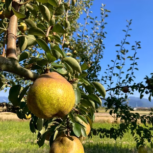 お届けは10月下旬～食べ頃をお届け♪【おうち用ラフランス 】約２ｋｇ(５～１０玉