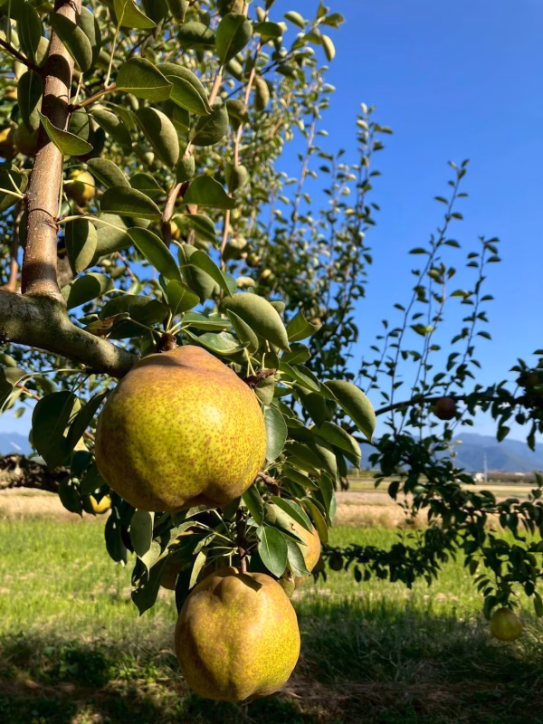 お届けは10月下旬～食べ頃をお届け♪【おうち用ラフランス 】約２ｋｇ(５～１０玉