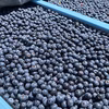 冷凍ブルーベリー　３ｋｇ　生食用　農薬不使用