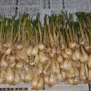 石垣島産　島らっきょう500g【農薬・化学肥料不使用】