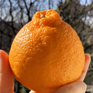 【お試し２㎏箱込】きよ農園＊露地物の不知火（デコ）家庭用　