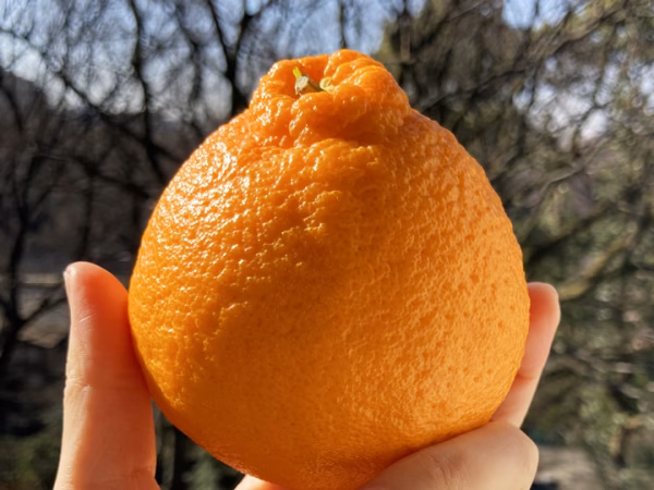 【8.5㎏箱込】きよ農園＊露地物の不知火（デコ）家庭用　