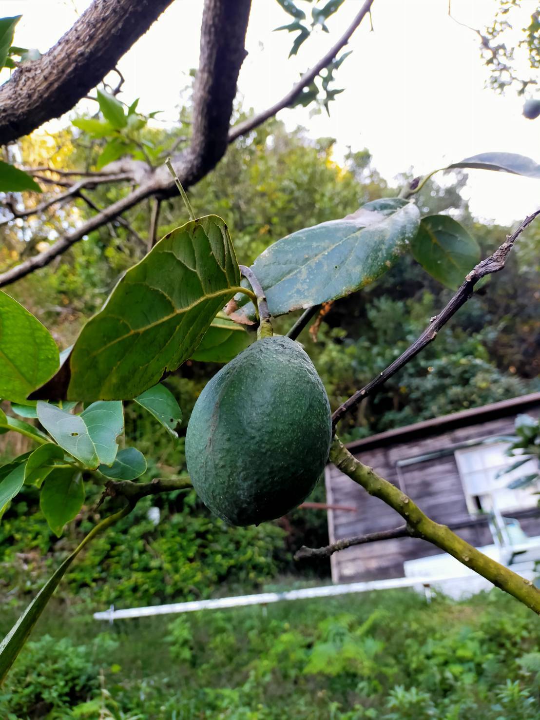 アボカド　ベーコン 国産アボカド 愛媛みさきアボカド(ベーコン）｜果物の商品詳細