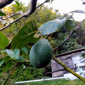 国産アボカド　愛媛みさきアボカド(ベーコン）