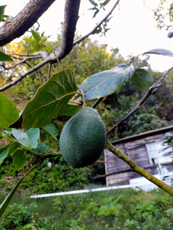 国産アボカド　愛媛みさきアボカド(ベーコン）