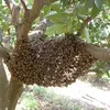 「瀬戸の花はちみつ」日本ミツバチ