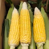 【訳あり】とうもろこし（イエローコーン）