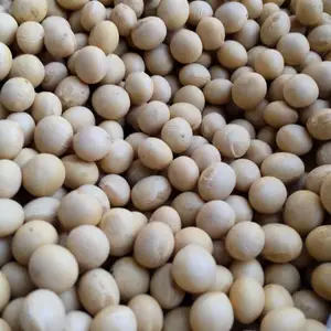 【はしもと農園】白大豆（里のほほえみ）農薬・化学肥料不使用品 お徳な大容量　