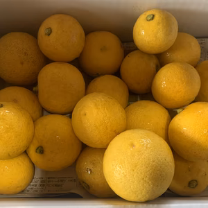 熊本県八代産　農薬不使用　柚子　1.7kgほど