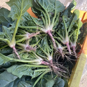 日本野菜ソムリエサミット金賞受賞　根付きひよ太郎ほうれん草(バラ)  2キロ