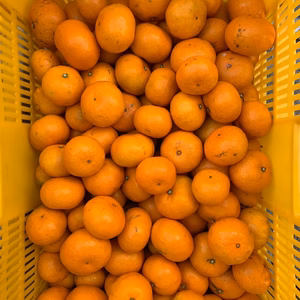 コクがあって美味しい！原口早生みかん　サイズ混合