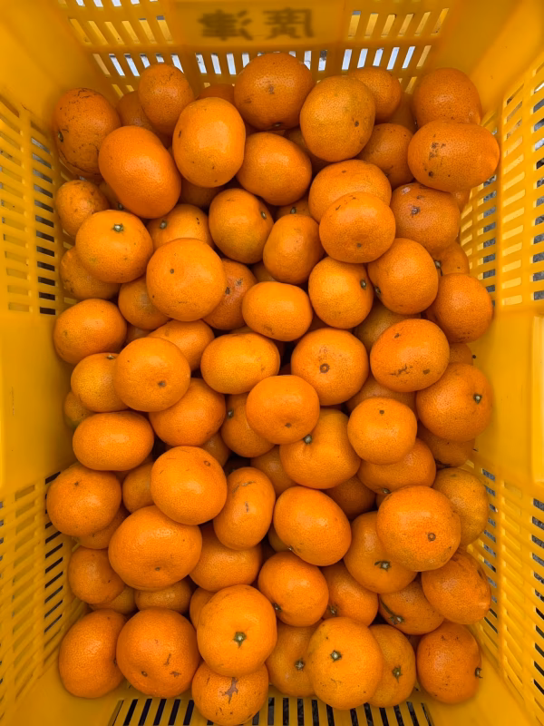 コクがあって美味しい！原口早生みかん　サイズ混合