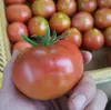 大玉なのにこの濃厚さ。完熟もぎたて「ひばりトマト」４キロ  お得セット
