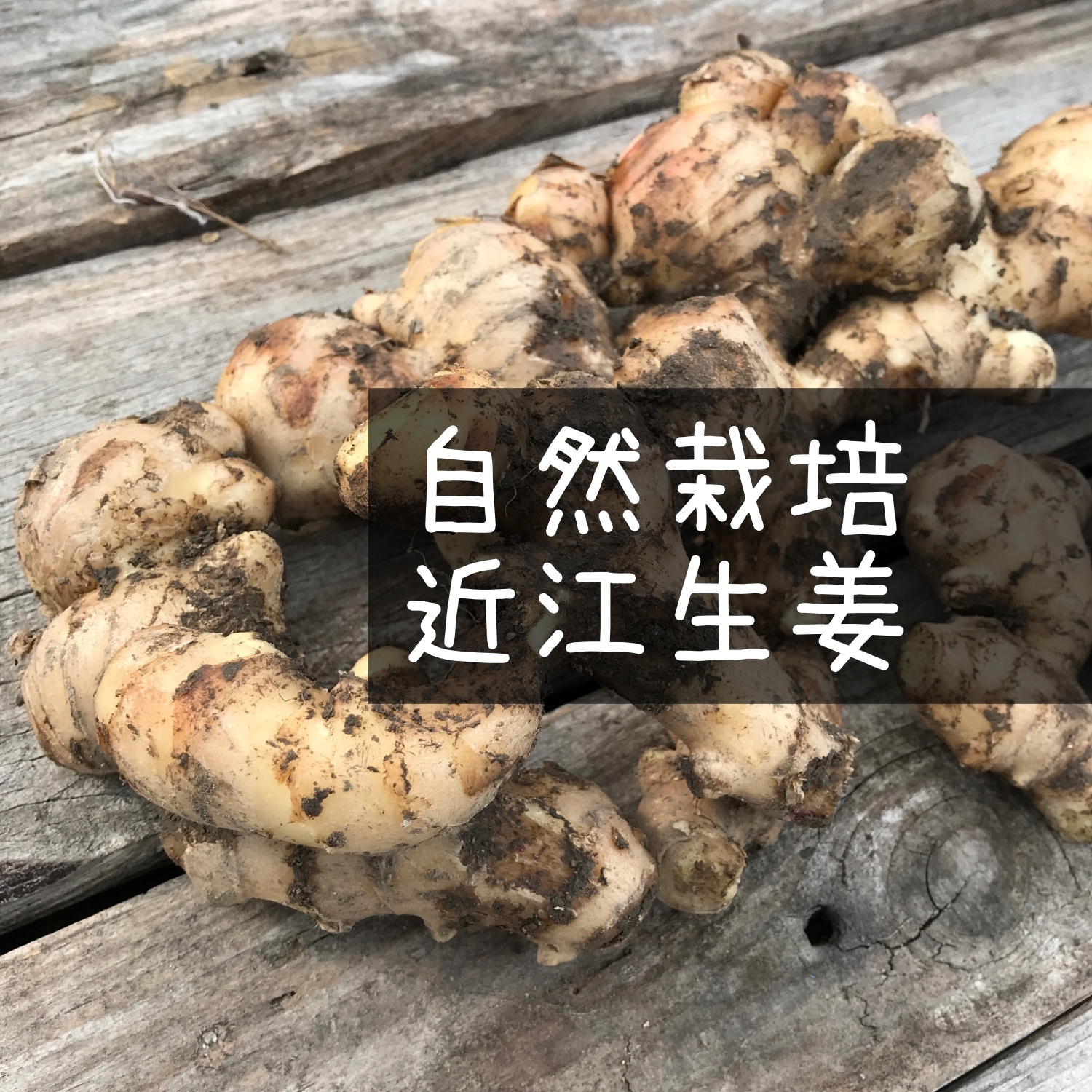 熊本県産　種生姜　20kg 熊本県産 種生姜 20kg