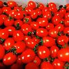 10月下旬より発送　ゆらミニトマト（混サイズ）