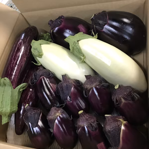 佐藤大農園　御中元　ポケマルの夏ギフト　3000円