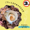【たっぷり‼️】 隠岐諸島産　漁師直送クリアな味わい　サザエ　3キロ