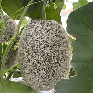 熊本産　肥後グリーンメロン！農業歴49年の両親作る甘くて美味しい自慢のメロン