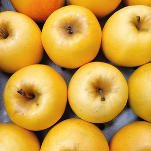 もりのかがやき〜ザクザク、バリバリ、硬くて旨い！！〜