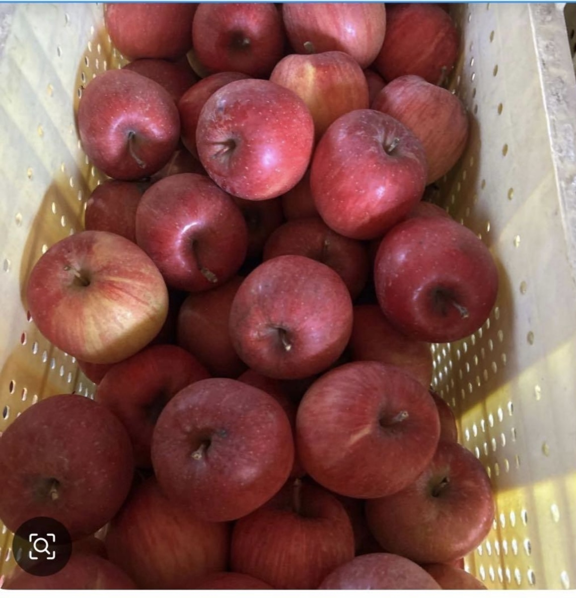 りんご 加工用の産直通販・お取り寄せ商品｜ポケットマルシェ｜産地