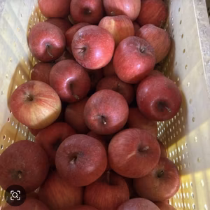 業者様必見　りんご飴用　超小玉果サンふじ　10キロ箱入り