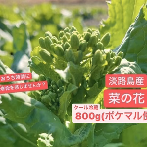採れたて!春をお届け♪淡路島産 菜の花 たっぷり800g☆