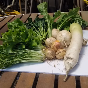 有機JAS認定　旬の野菜セット（小）