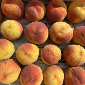希少な桃！家庭用 ゴールデンピーチ 約2kg～ 信州桃