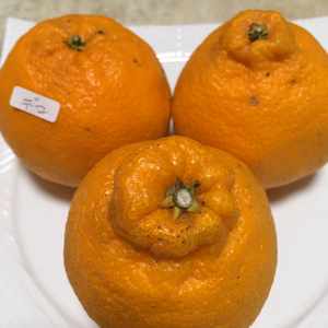 酸味がアクセント！デコポン 家庭用