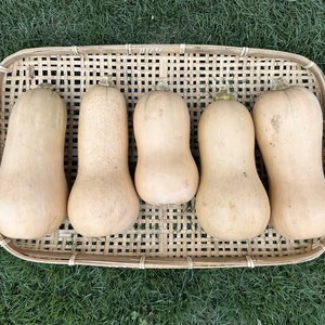 【驚きの野菜】バターナッツかぼちゃ(4kg)