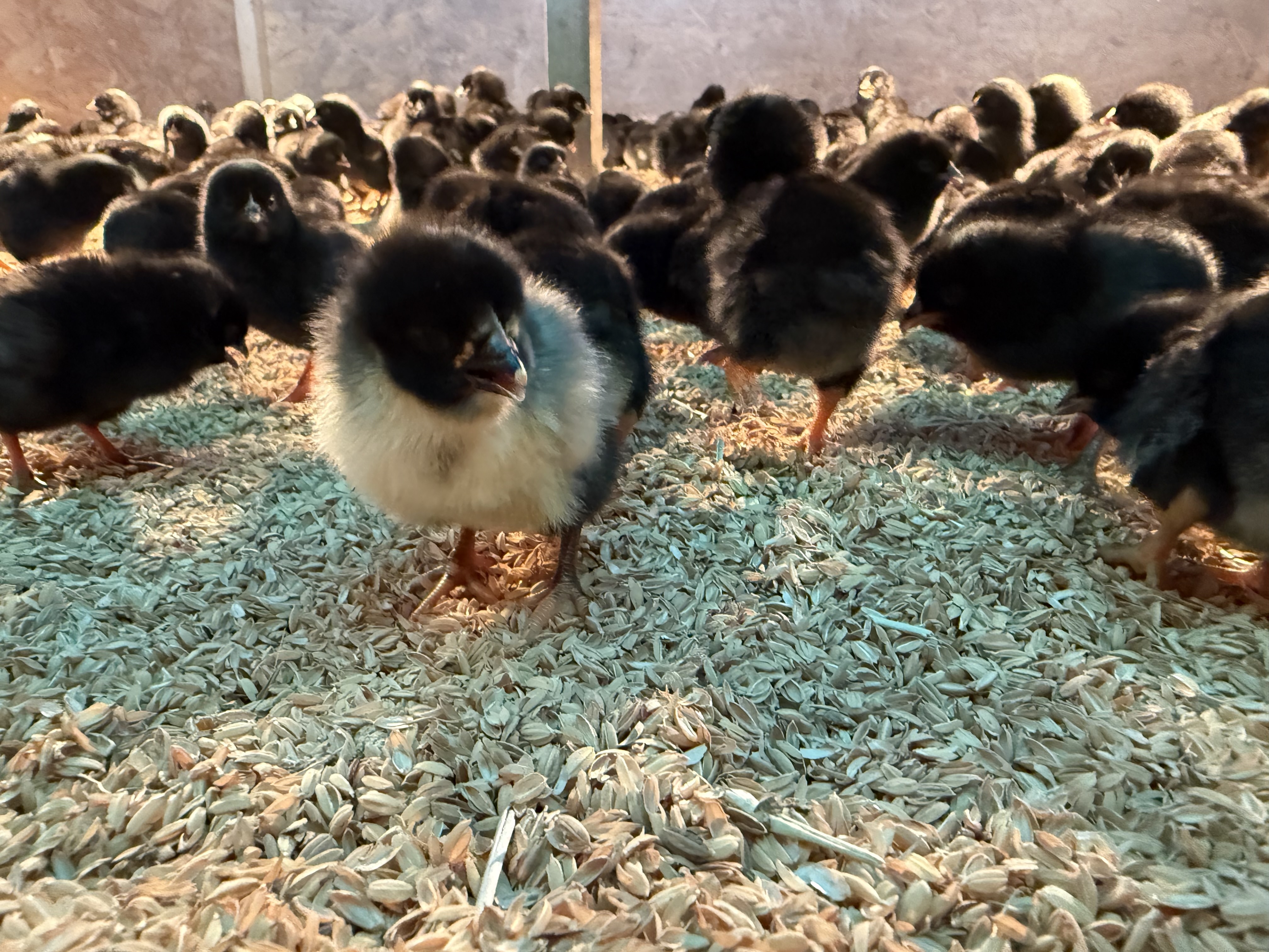 0.1%コラボ】放し飼いたまごとにほんみつばちのはちみつせっと