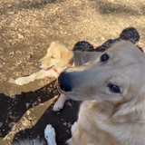 ひめとめちゃん