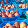 【訳アリだからお得】旬のりんご3品種食べ比べ おまかせりんご5kg