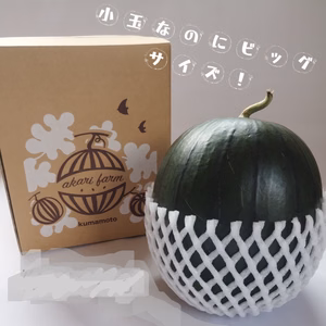黒小玉スイカひとりじめボンボンリッチ【化学肥料不使用】