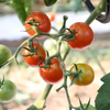 ミニトマト(シンディースイート)