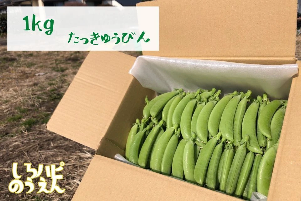 ♪予約限定価格♪送料一律!! スナップエンドウ  お試しからたっぷりサイズまで 