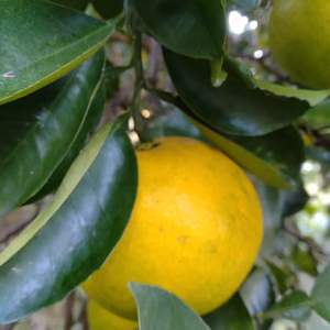 八朔　サイズ(S〜L)　ご家庭用　箱込5キロ未満