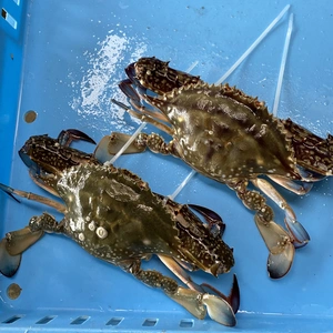 千葉県九十九里産　活け〆ワタリガニ　1kg位入り　2〜4匹入り