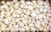☆初出品セール☆　青森県産ホワイト六片　バラ500g　最高級品種にんにく　令和5
