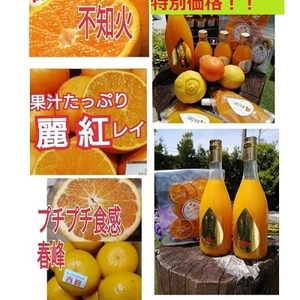 【数量限定】人気3種柑橘 （不知火・春峰・麗紅）と豪華！選べる母の日ギフトセット