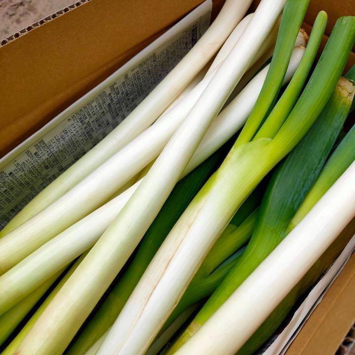 ように注意してください鳥取県産 白ネギ 20kg 長ネギ - 野菜