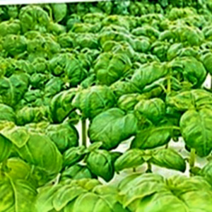 【初摘み】山形県米沢市産　水耕栽培　スイートバジル（茎付き）