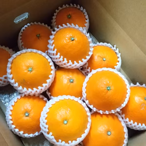 開けてびっくり まどんな（愛媛果試28号）3L以上サイズ 13玉入り