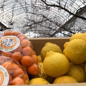 【送料無料】小玉きんかん1kgはるか2.5kg