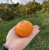 『盛田（もりた）』全国的にも珍しいみかん！